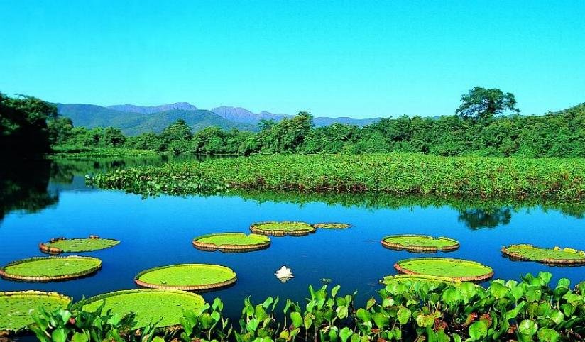 Vitórias-régias flutuando em lagoa do Pantanal com vegetação exuberante e serra ao fundo